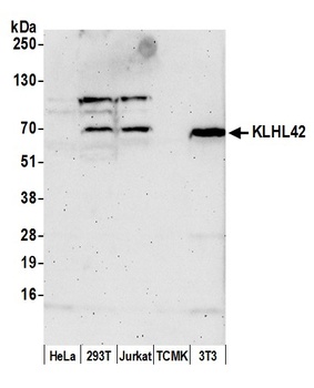 KLHL42 Antibody