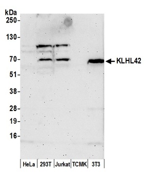 Rabbit anti-KLHL42 Antibody