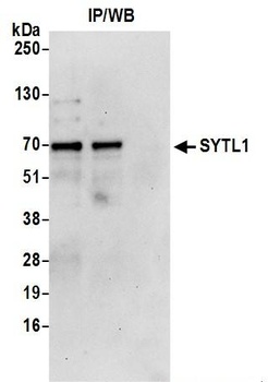 SYTL1 Antibody