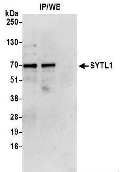 Rabbit anti-SYTL1 Antibody