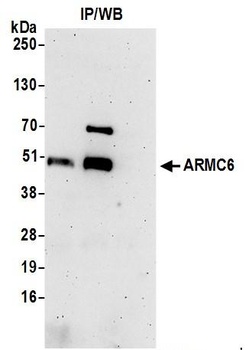 Rabbit anti-ARMC6 Antibody