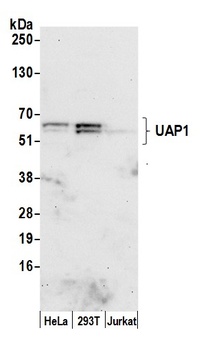UAP1 Antibody