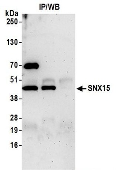 SNX15 Antibody