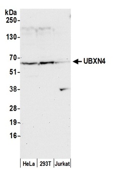 UBXN4 Antibody