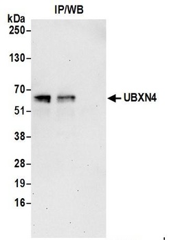 UBXN4 Antibody