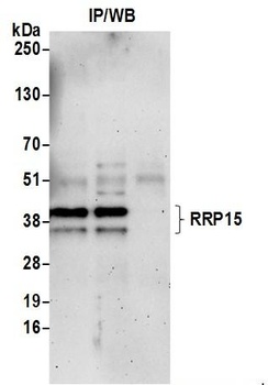 Rabbit anti-RRP15 Antibody