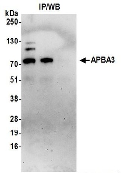 APBA3 Antibody