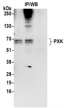 PXK Antibody