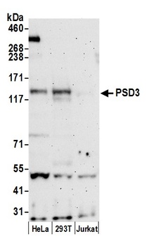 PSD3 Antibody