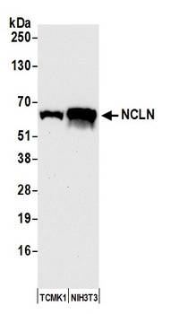 NCLN Antibody