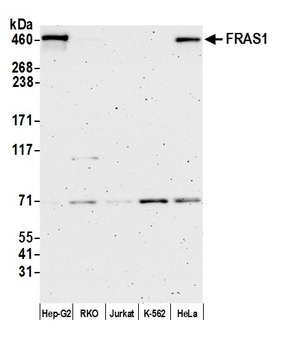 Rabbit anti-FRAS1 Antibody
