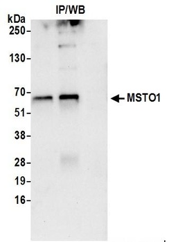 Rabbit anti-MSTO1 Antibody