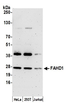Rabbit anti-FAHD1 Antibody