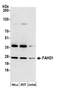 FAHD1 Antibody