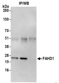 Rabbit anti-FAHD1 Antibody