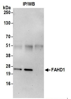 FAHD1 Antibody