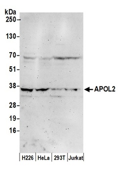 APOL2 Antibody