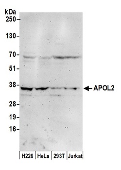 Rabbit anti-APOL2 Antibody