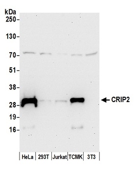 Rabbit anti-CRIP2 Antibody