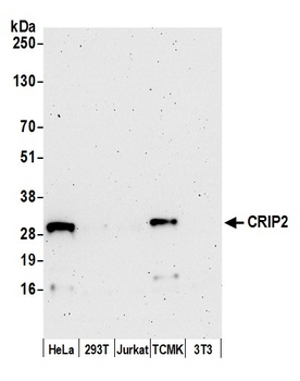 CRIP2 Antibody