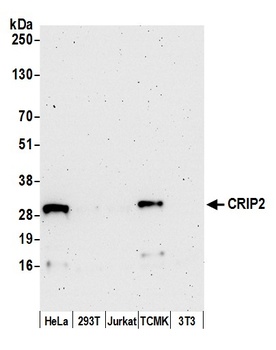 Rabbit anti-CRIP2 Antibody
