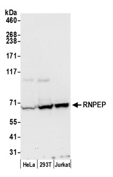 RNPEP Antibody