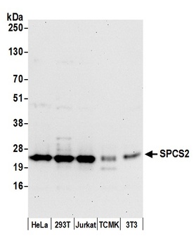 SPCS2 Antibody