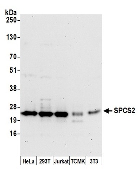 Rabbit anti-SPCS2 Antibody