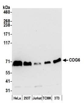 COG6 Antibody