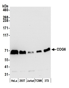 Rabbit anti-COG6 Antibody