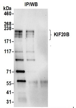 KIF20B Antibody