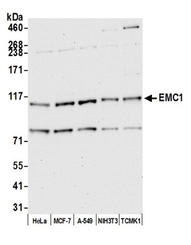EMC1 Antibody