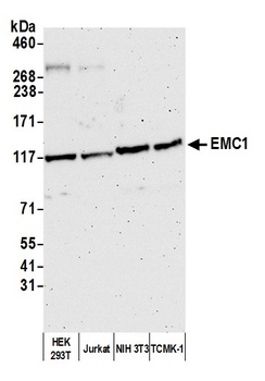 EMC1 Antibody