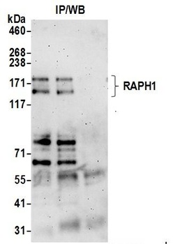 RAPH1 Antibody