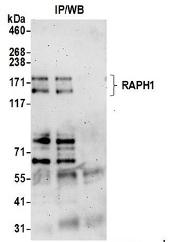 Rabbit anti-RAPH1 Antibody