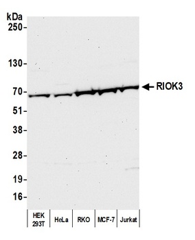 RIOK3 Antibody