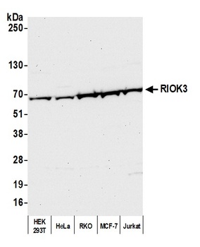Rabbit anti-RIOK3 Antibody