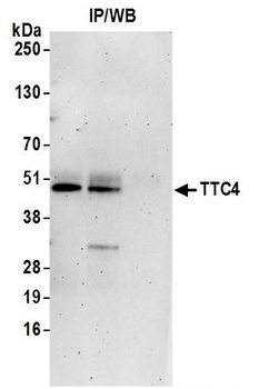 Rabbit anti-TTC4 Antibody