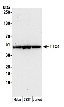TTC4 Antibody