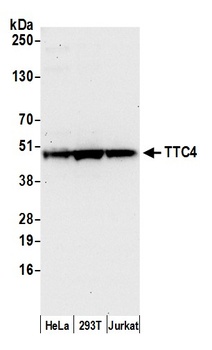 Rabbit anti-TTC4 Antibody