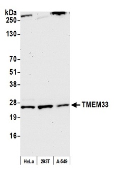 TMEM33 Antibody