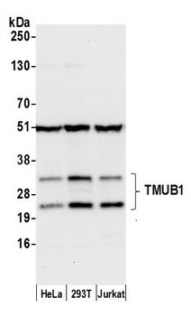 TMUB1 Antibody