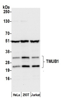 Rabbit anti-TMUB1 Antibody