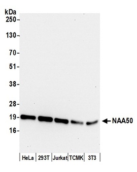NAA50 Antibody