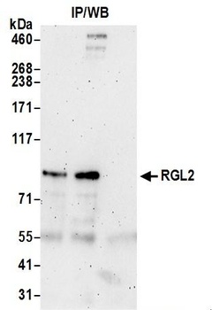 RGL2 Antibody