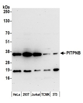 Rabbit anti-PITPNB Antibody
