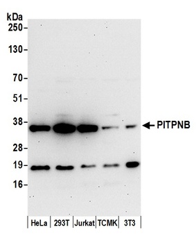 PITPNB Antibody