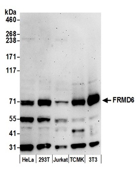 Rabbit anti-FRMD6 Antibody