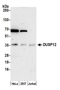 Rabbit anti-DUSP12 Antibody