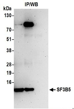Rabbit anti-SF3B5 Antibody